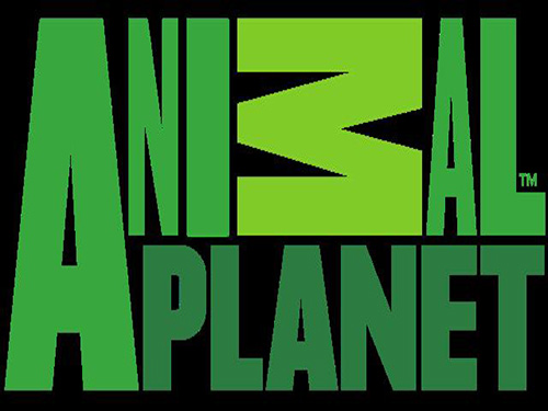 Animal Planet Content