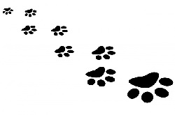 Clever Dog Campaign Delivers a Simple, Yet Powerful Message